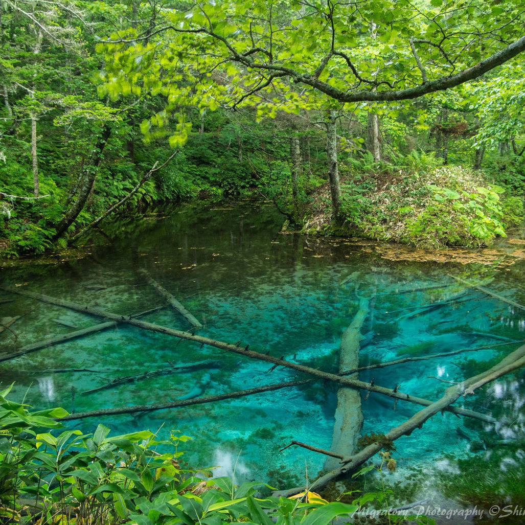 @Visit Japan: Magical, transparent, emerald water at the Kaminoko Pond ...