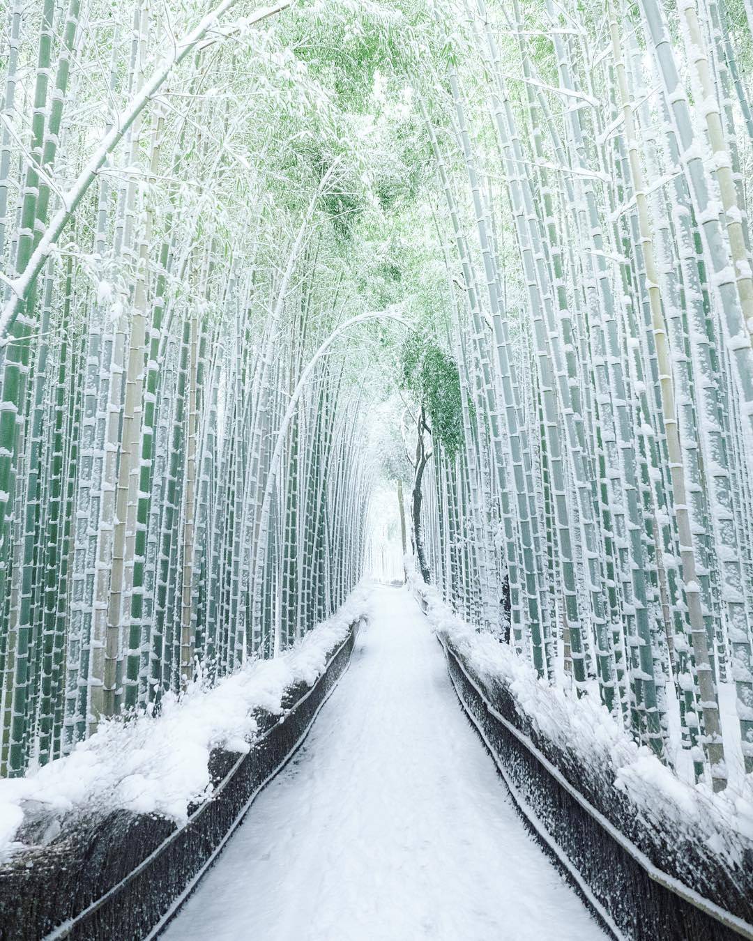 Visit Japan Kyotos Arashiyama Bamboo Forest As Youve Never Seen It