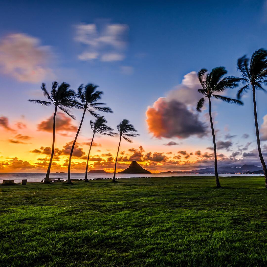 Japan Airline Wishing We Were In Oahu ハワイ オアフ島 空 ヤシの木 Hawaii Oahu Aloha Hawaiilif Alo Japan