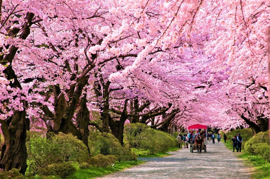 Visit Japan: We want to share something beautiful with you as a ...