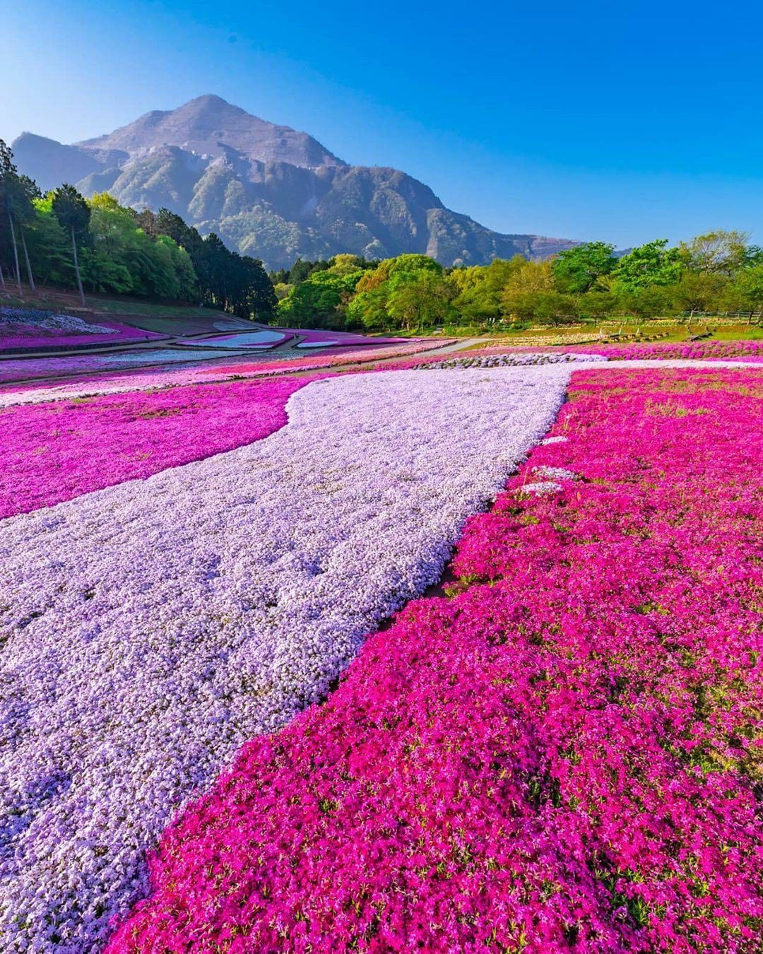 Japan Travel: Hitsujiyama Park in Saitama Prefecture is renowned for