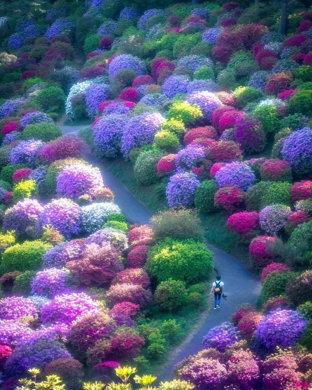 Visit Japan: Most azaleas in Japan are a striking pink color, but there ...