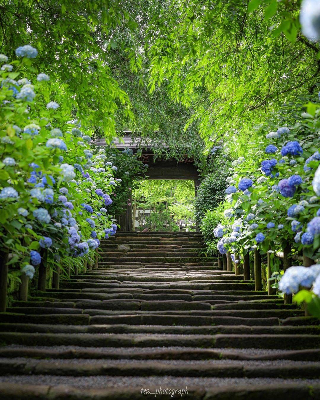 Japan Travel Kamakura S Meigetsu In Temple Is Often Nicknamed The Ajisai Hydrangea Temple Alo Japan