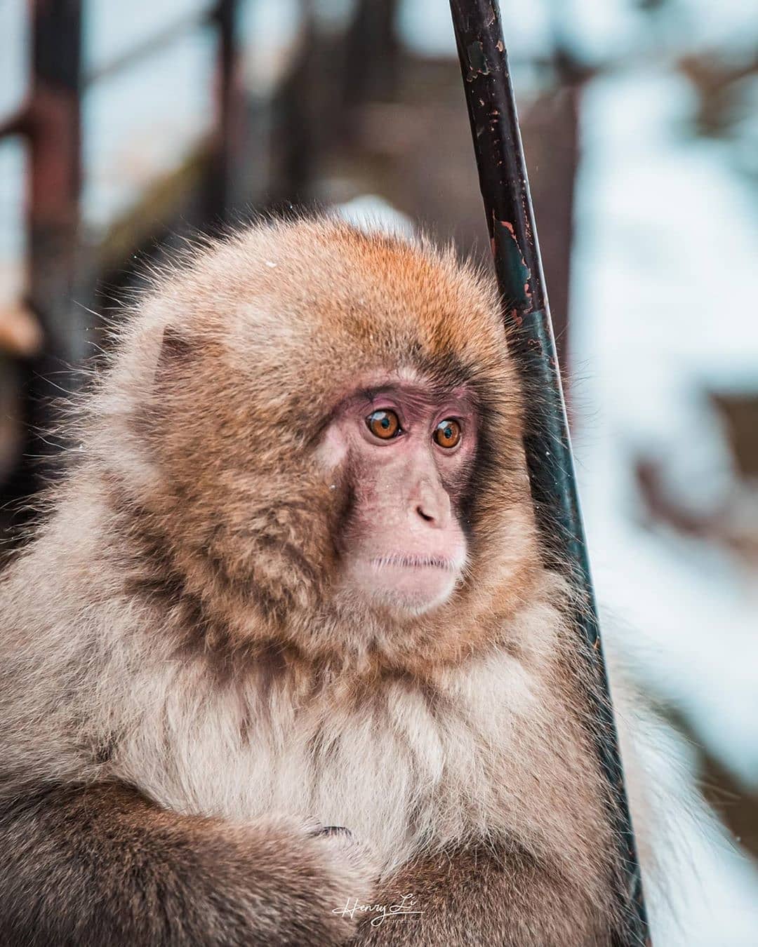 monkeys-relaxing-in-hot-springs-japan-monkey-hot-springs-japan