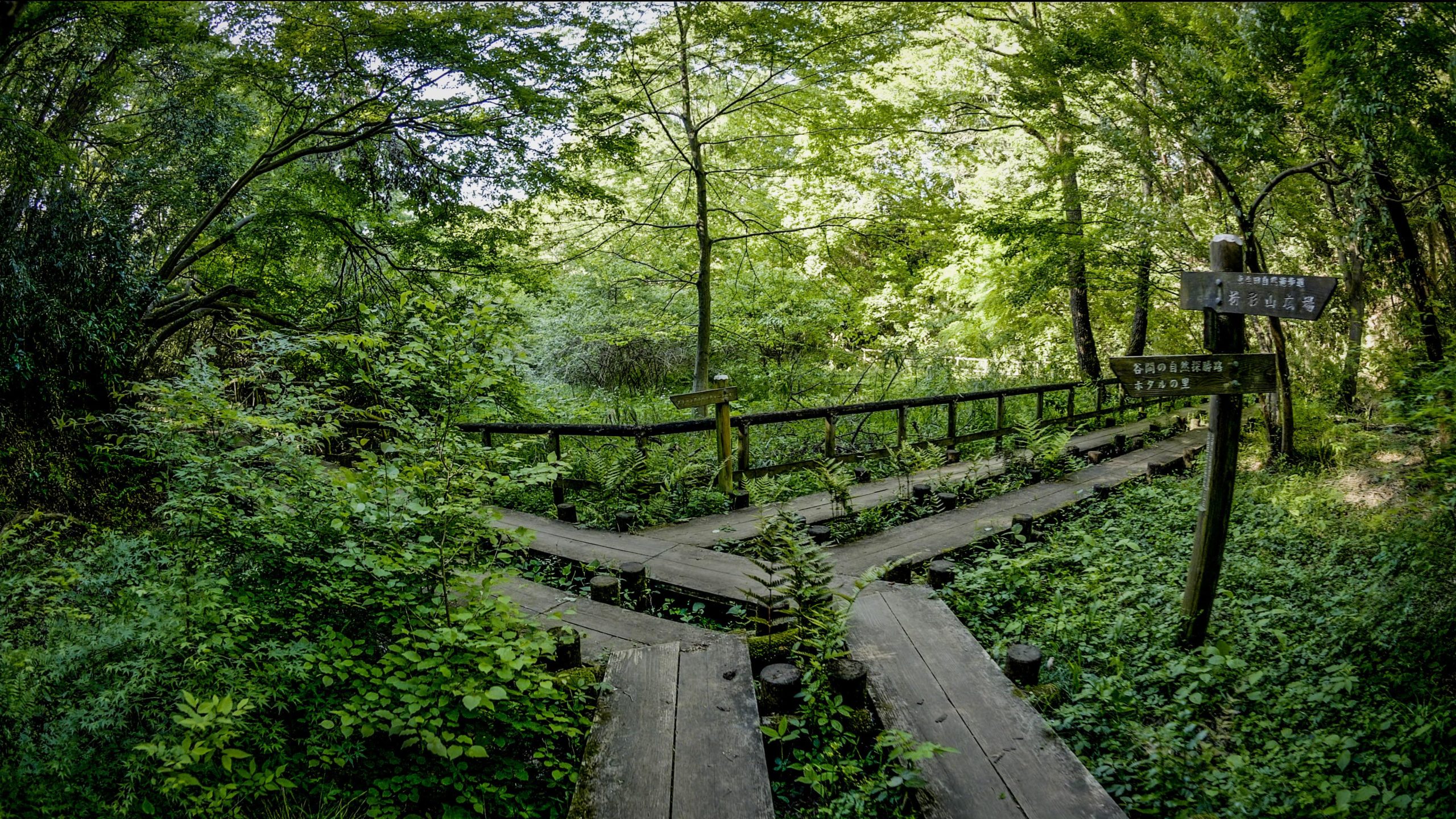 Quiet park walk in Kawasaki - Ikuta Ryokuchi - Alo Japan