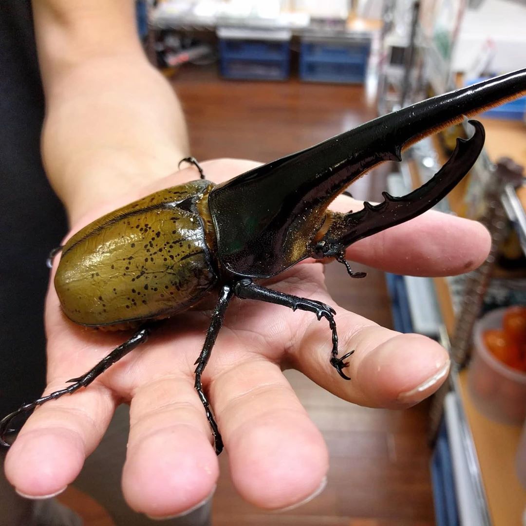 The Japan Times: Rhinoceros beetles and stag beetles, respectively