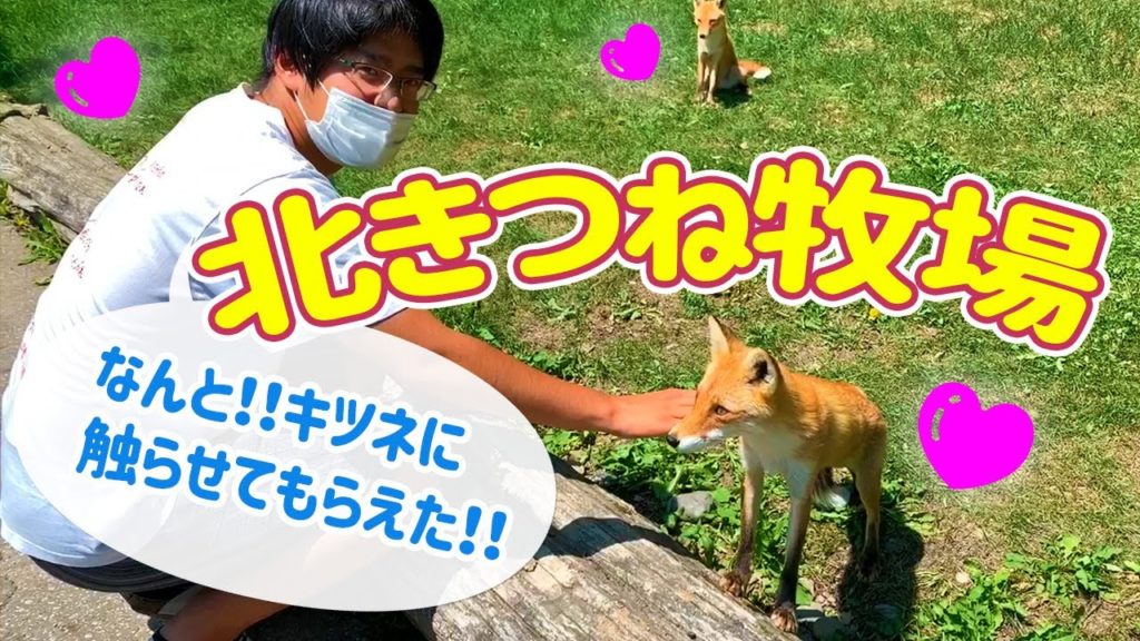 キツネとふれあい北きつね牧場loveマイクラで再現も北海道hokkaido Alo Japan