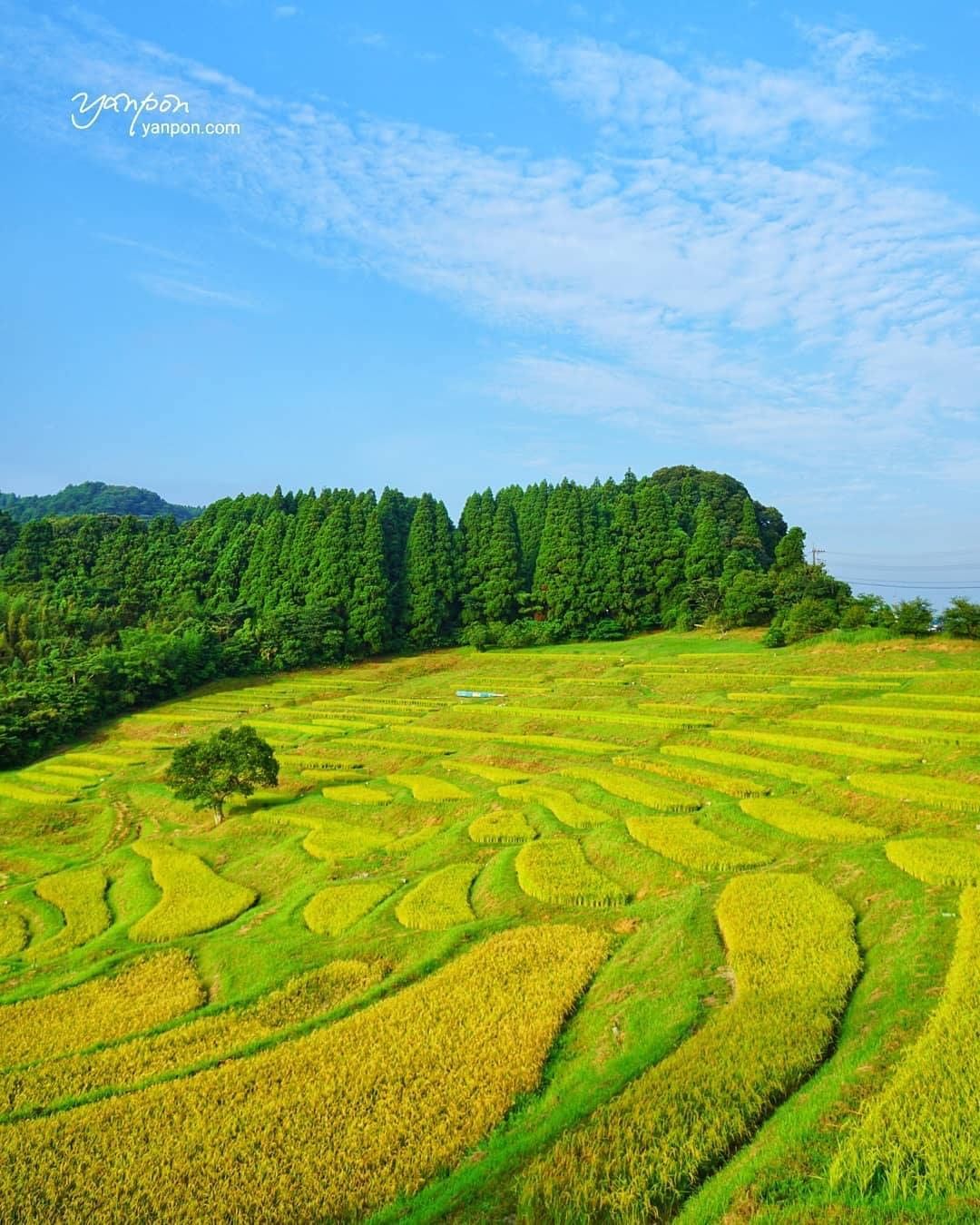 Visit Japan Check Out The Beautifully Yellow Dyed Oyama Senmaida Terraced Rice Fields In Chi Alo Japan