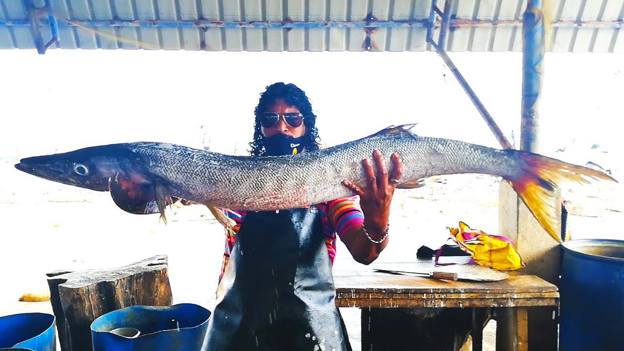 Cutting Two Huge Barakuda Fish | Fish Cutting Skills Sri Lanka - Alo Japan