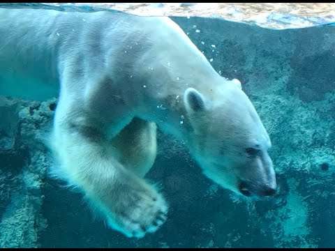 Polar Bear sighted in Northern parts of Japan ! - Alo Japan