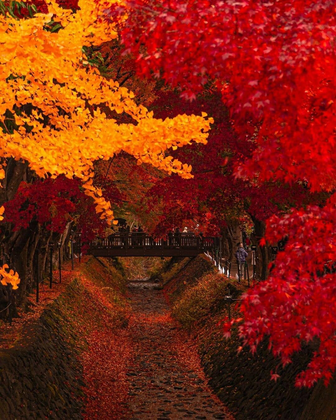 Visit Japan Save this sublime autumn spot immediately! Pictured is the