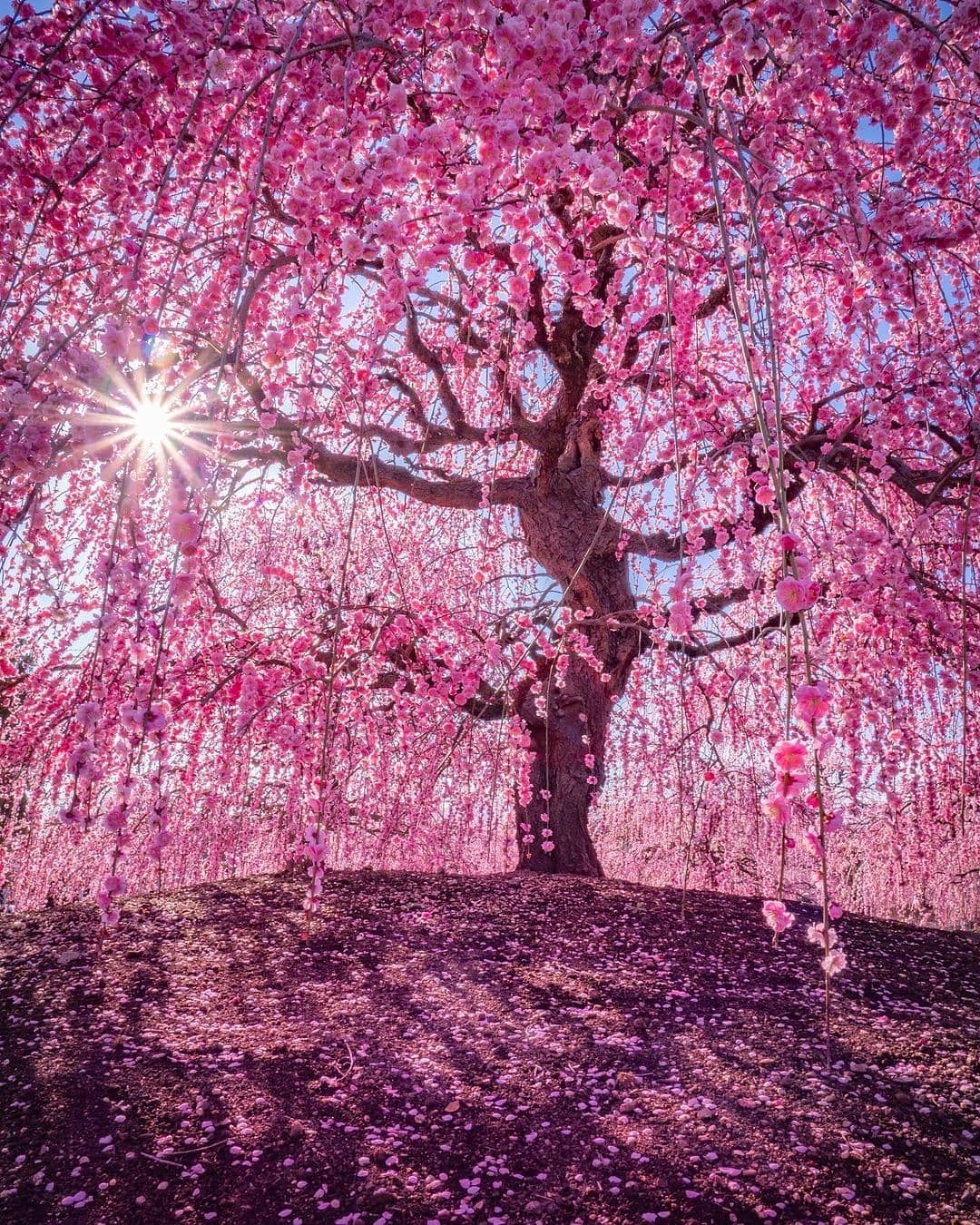 Visit Japan: Whilst most people will be familiar with cherry blossoms ...