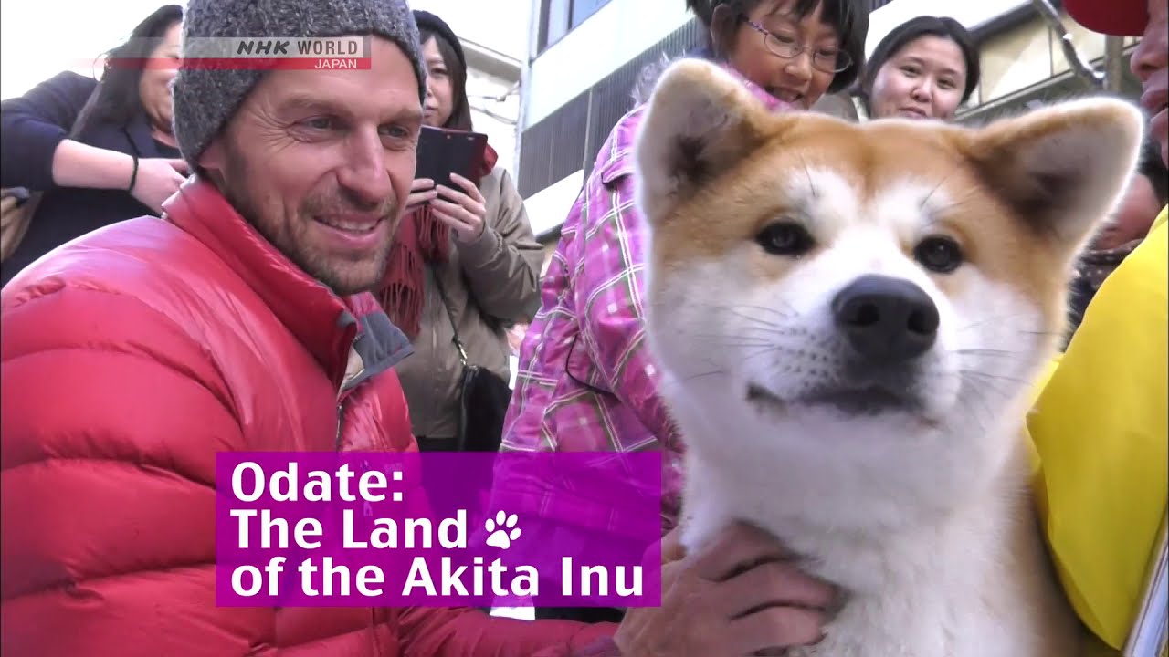 Odate: The Land of the Akita Inu - Journeys in 🇯🇵 NHK - Alo Japan