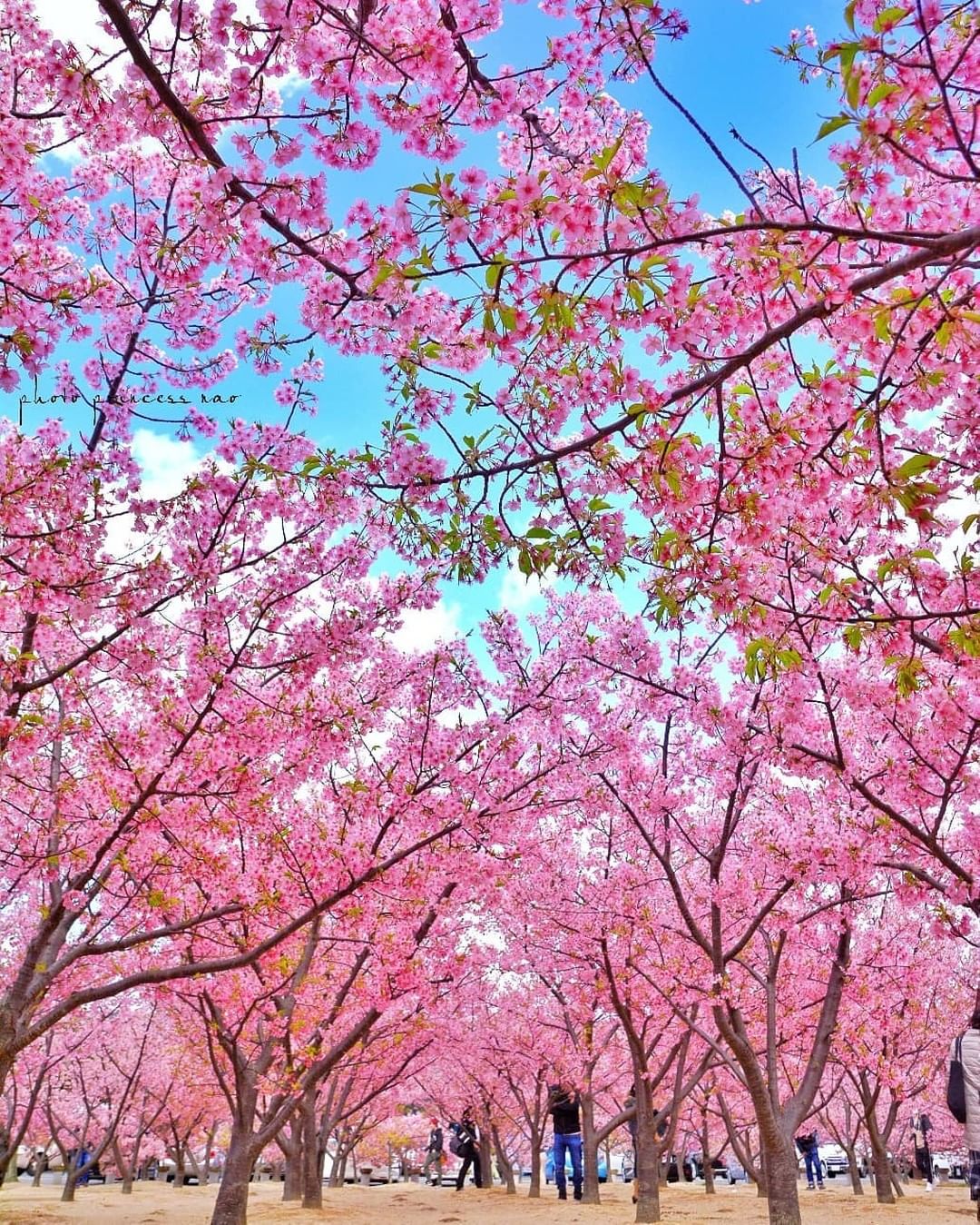 Visit Japan: It truly is the season of pink Enjoy the early-blooming ...