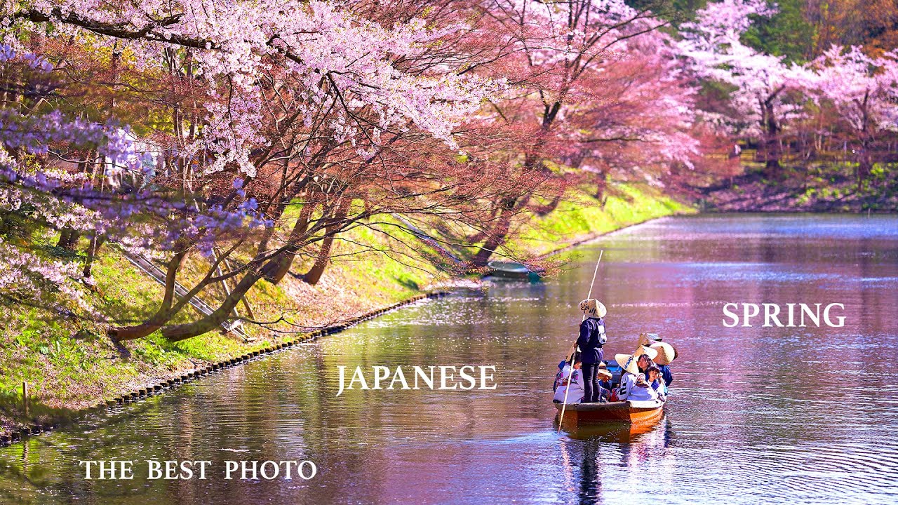 Japanese spring Sakura blossom Cherry Blossom in Kyoto 2021 - Alo Japan