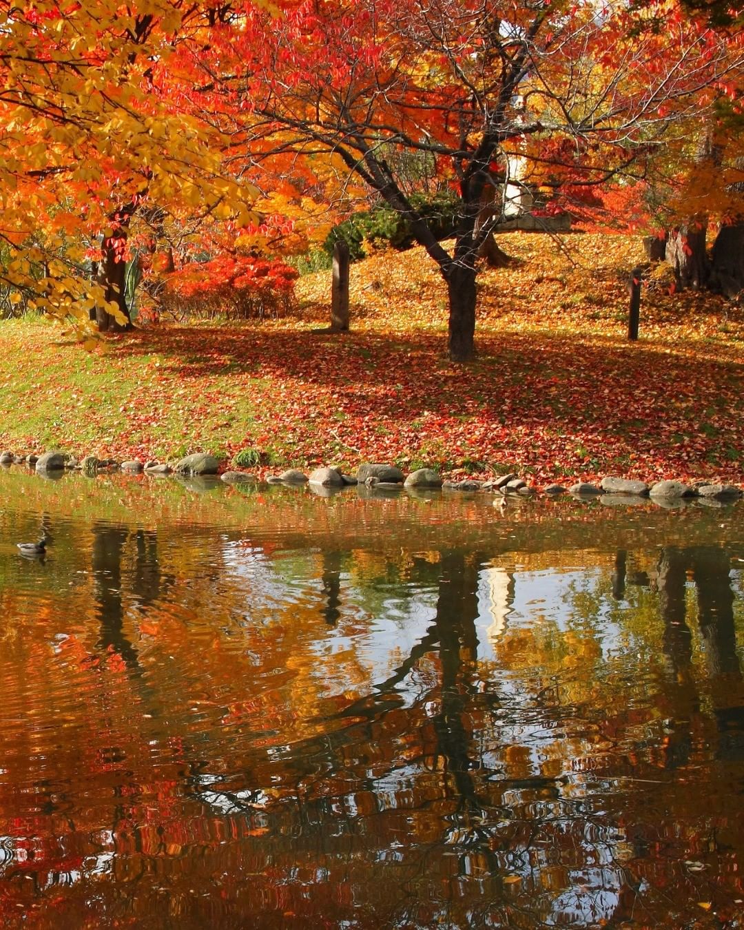 Visit Japan: Located in downtown Sapporo, Nakajima Park is a nature ...