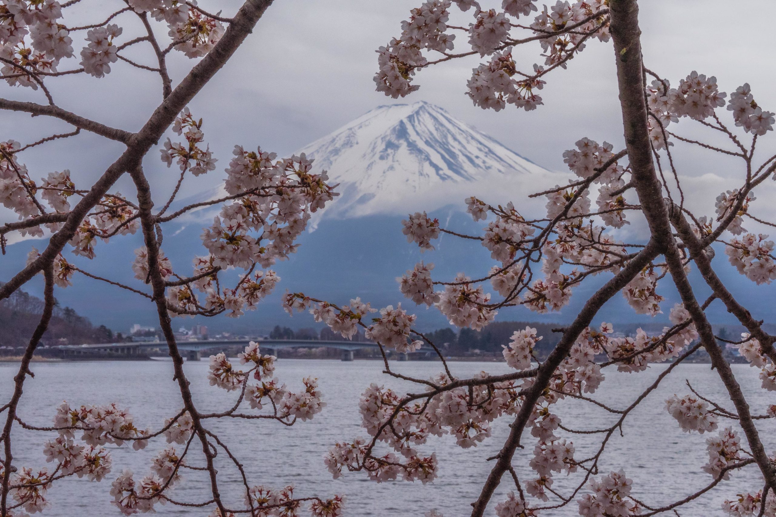 Cherry blossoms and Mount Fuji around Fujikawaguchiko (from Spring ...