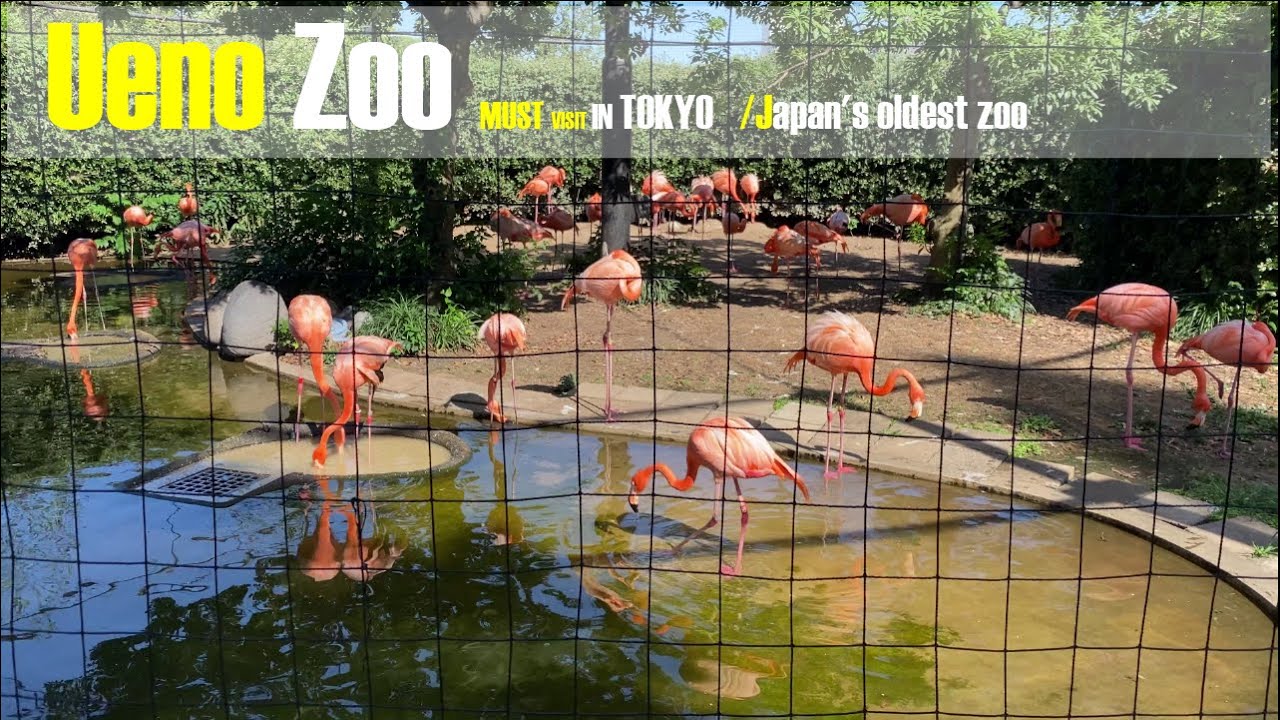 Tokyo Ueno Zoo Japan | A Visit to the Ueno Park Zoo | Japan's oldest ...