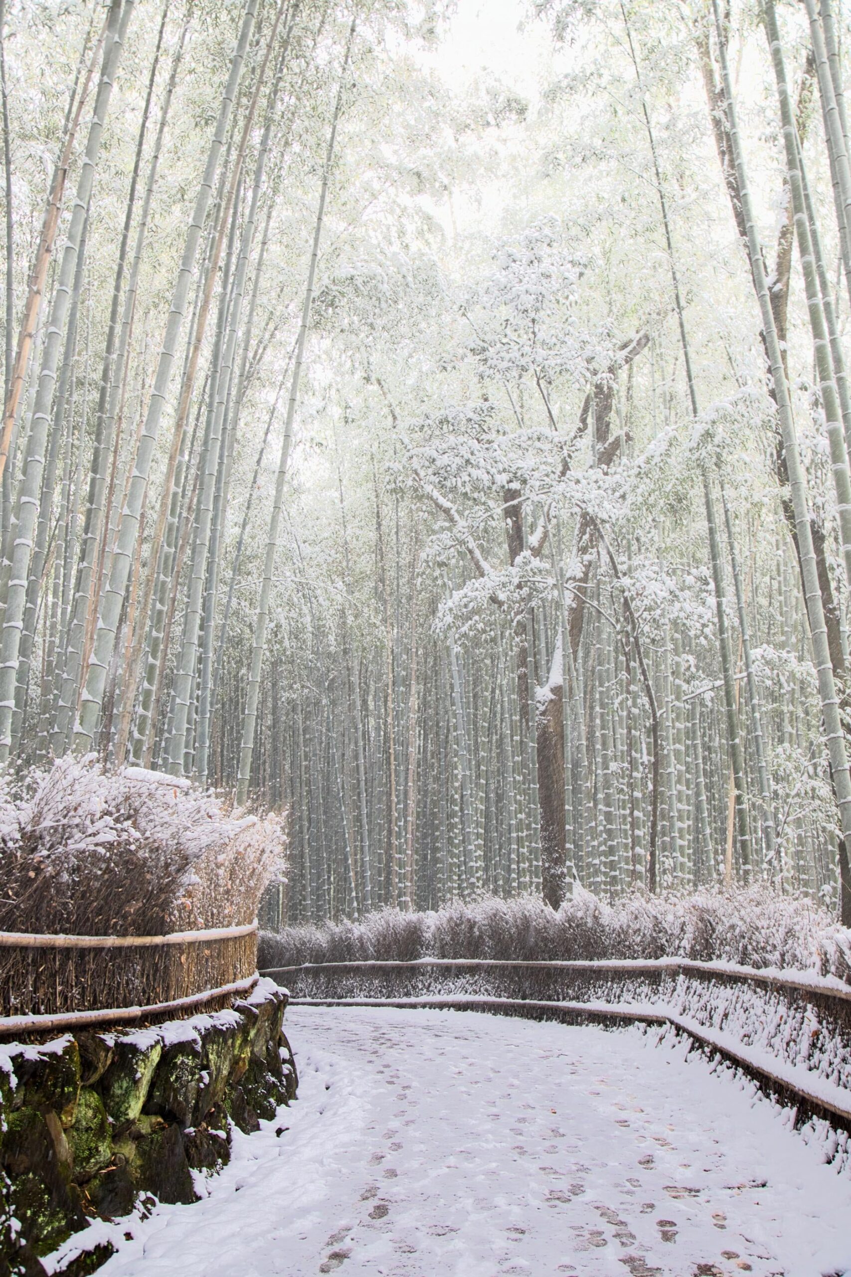 Bamboo forest in Arashiyama, Kyoto, January 2022. - Alo Japan