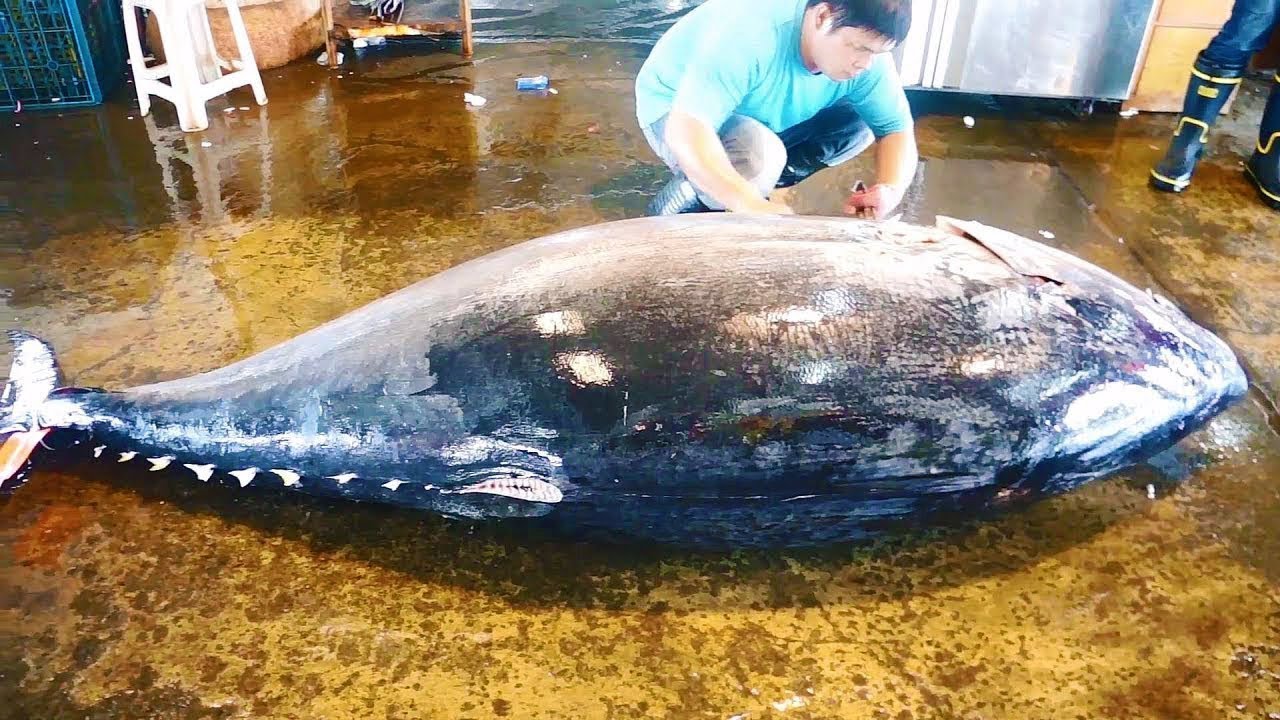 Amazing Fastest And Effective Giant Bluefin Tuna Cutting Skills In The