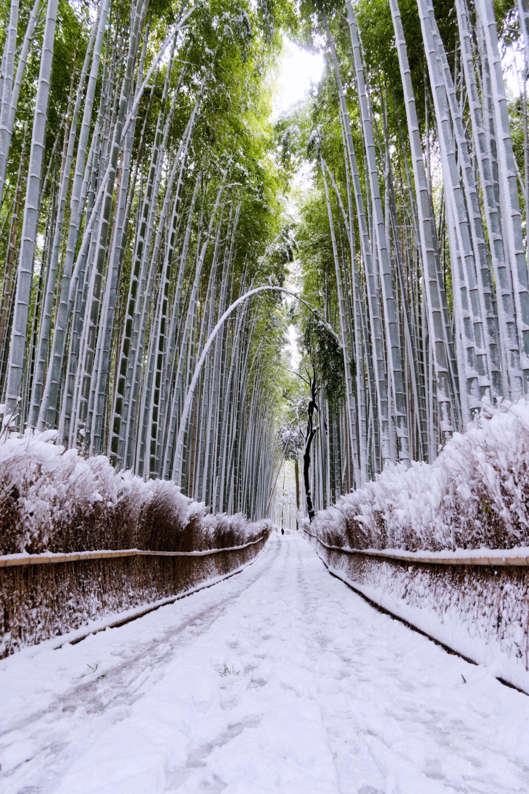 Bamboo grove in Arashiyama, Kyoto, January 2023 - Alo Japan