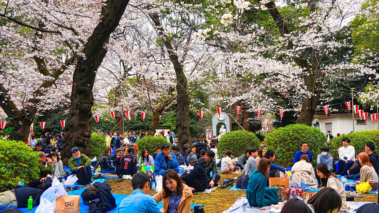 Cherry Blossoms Ueno Park 2023 Tokyo Japan [Premiere] - Alo Japan