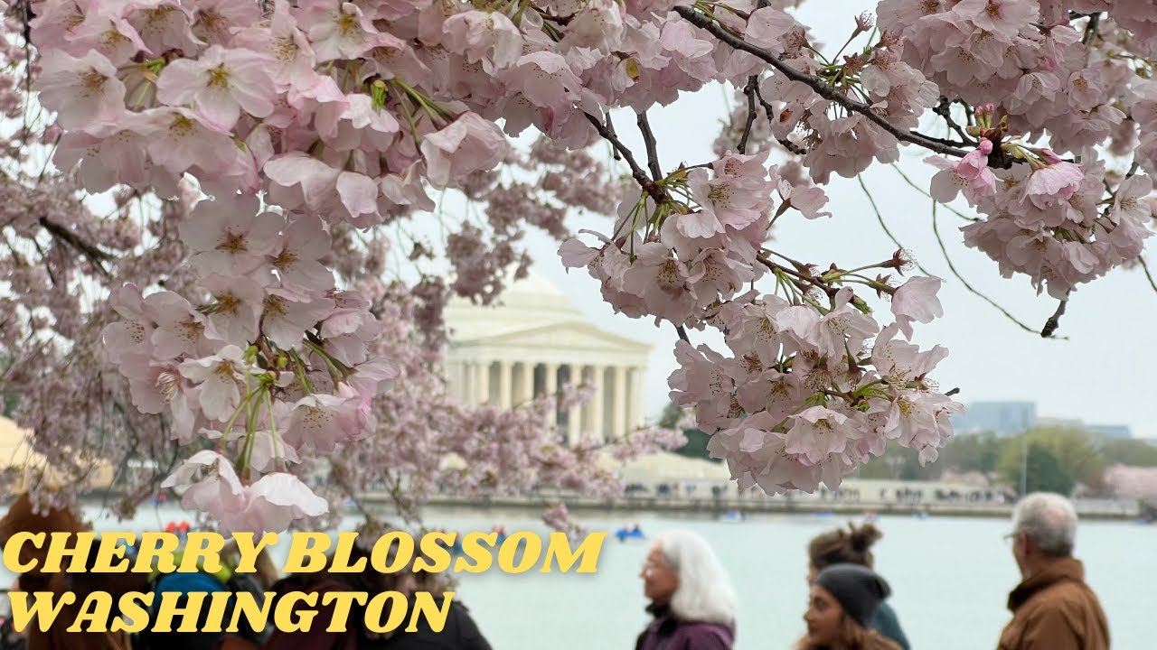 National Cherry Blossom Festival 2023 Washington DC | Spring ...