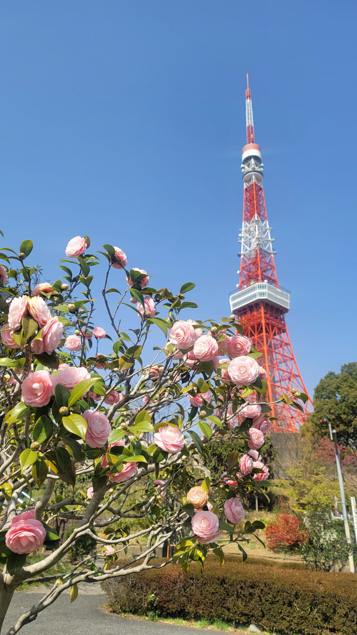 Tsubaki near Tokyo Tower - Alo Japan