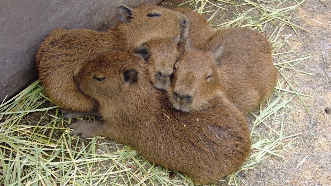 Capybara baby! Cuteness Overload! 😍 Izu Animal Kingdom in Japan - Alo Japan