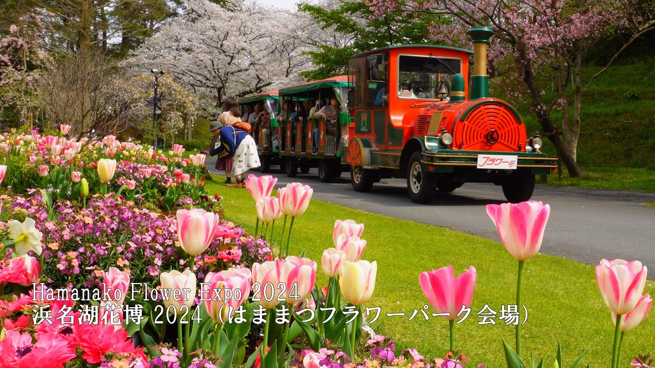 【Hamanako Flower Expo 2024】 Cherry blossoms in full bloom! Hamamatsu ...