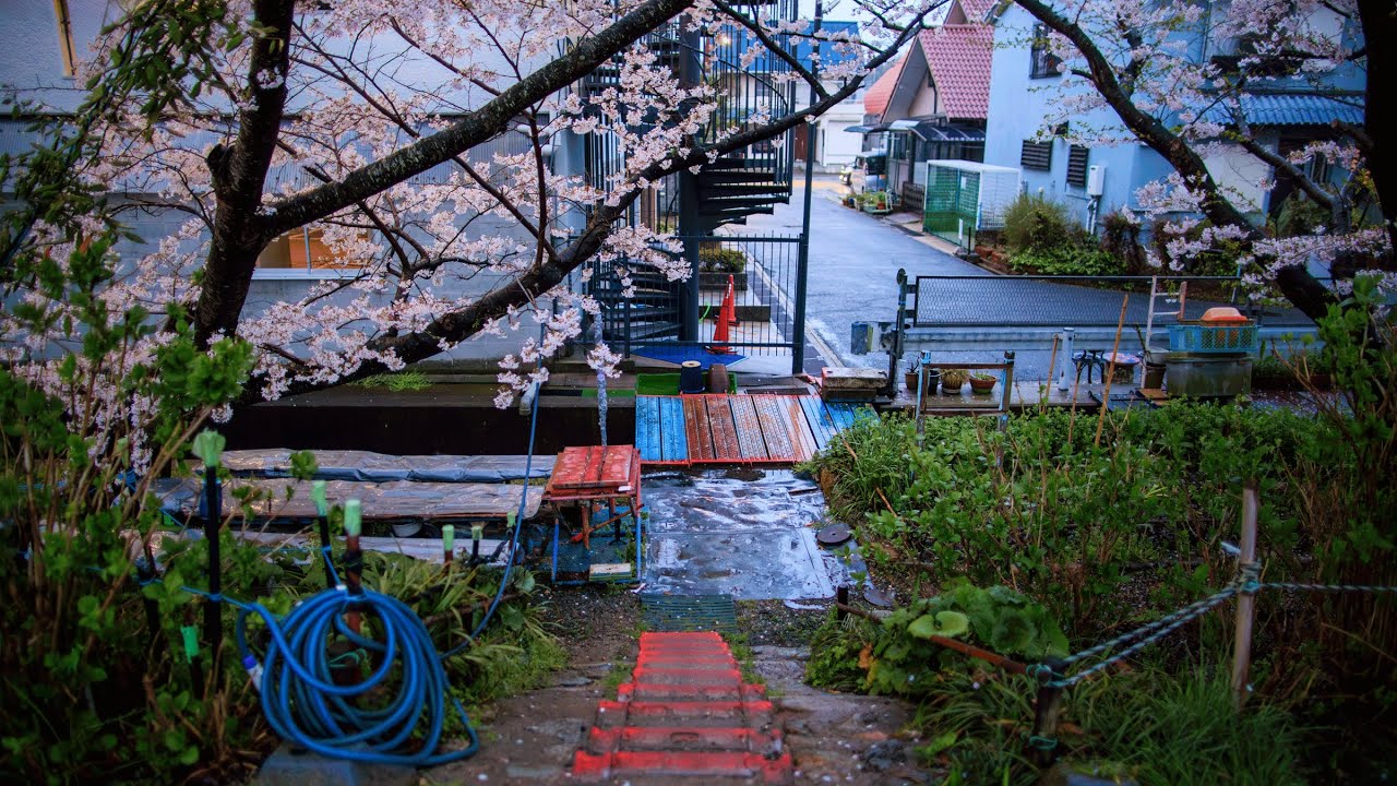 Rainy Dusk Walk through Quiet Japanese Suburbs with Sakura in Bloom ...